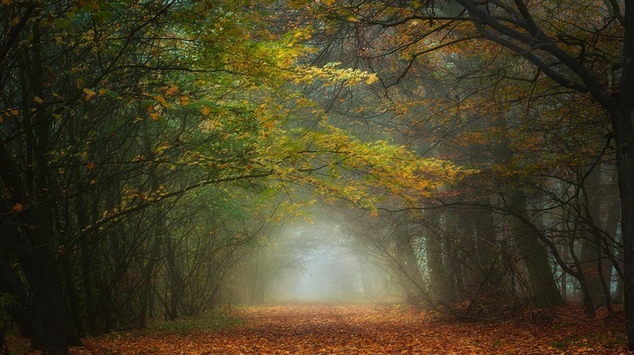 trees, nature, morning, path, fall, tunnel, landscape, leaves, forest, mist