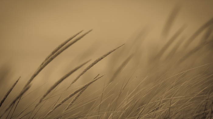 monochrome, field, plants