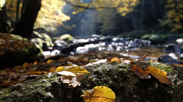 leaves, river, macro