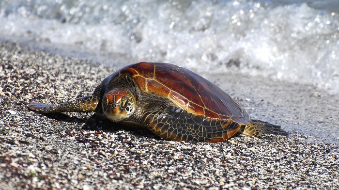 turtle, beach, animals