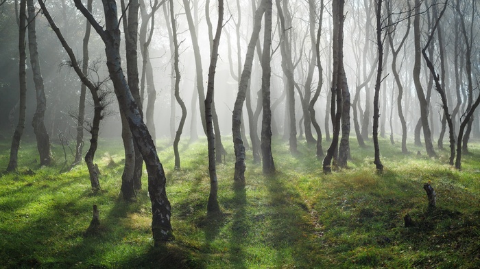 landscape, trees, forest