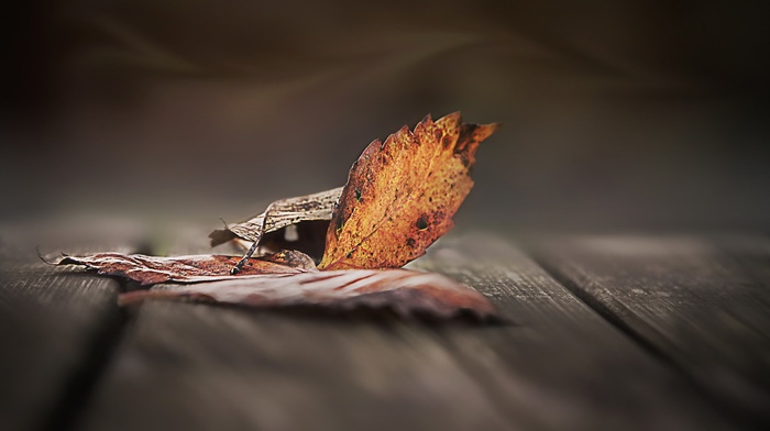 leaves, macro