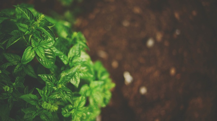 basil, plants, depth of field