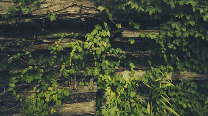 plants