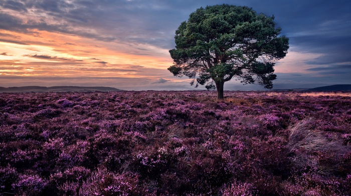 plants, landscape