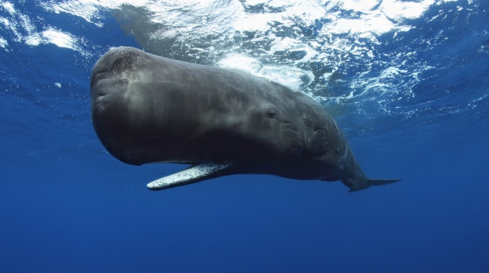 animals, whale, Sperm Whale, underwater