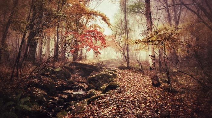forest, plants