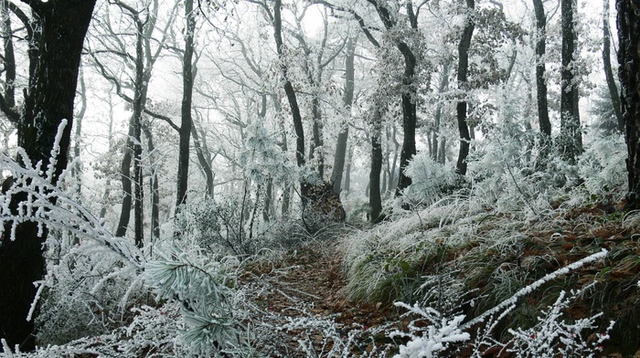 forest, landscape, path