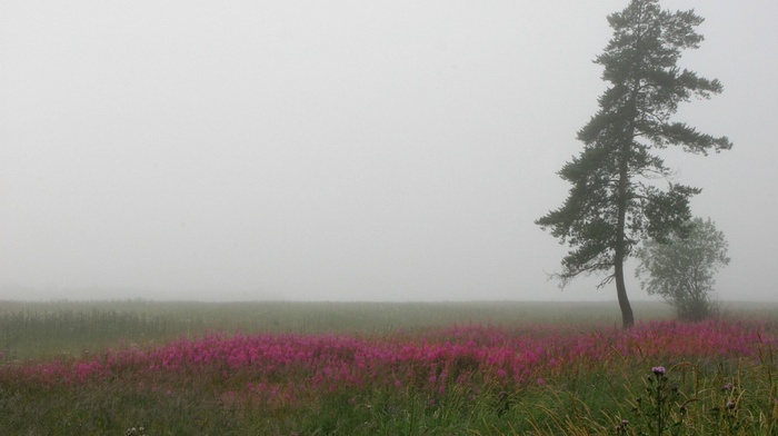 landscape, plants, trees, grass