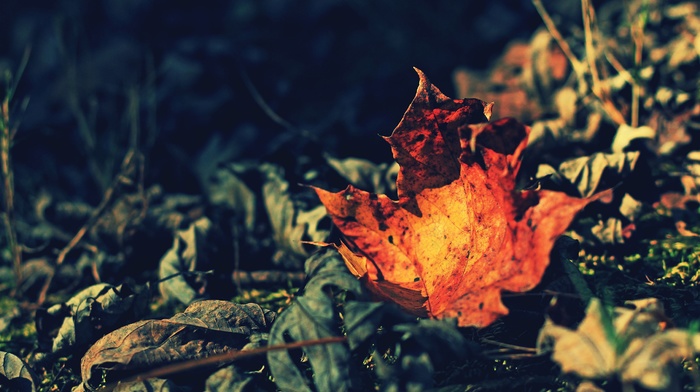 macro, plants, leaves