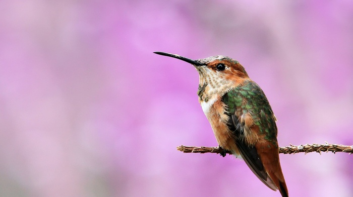 birds, hummingbirds, macro