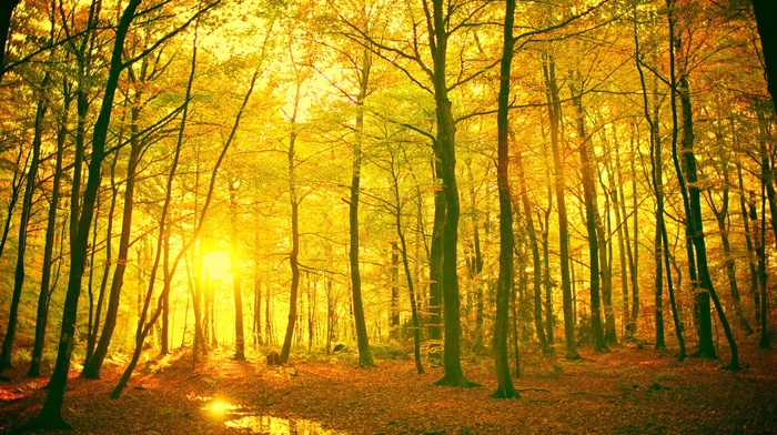 forest, landscape
