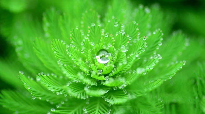 water drops, depth of field, closeup, plants, macro, nature, green, leaves