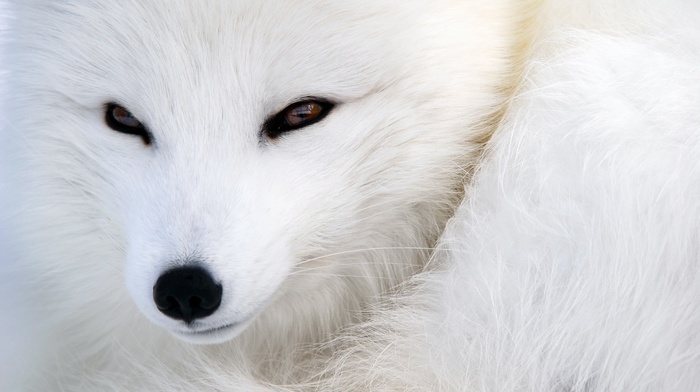 animals