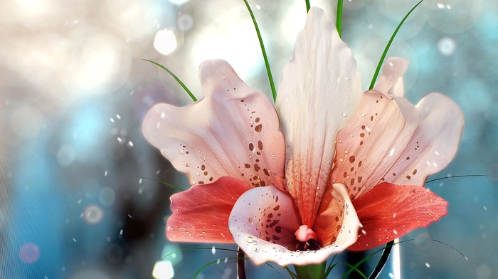 flowers, nature