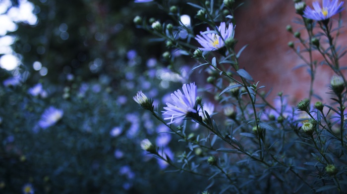 flowers