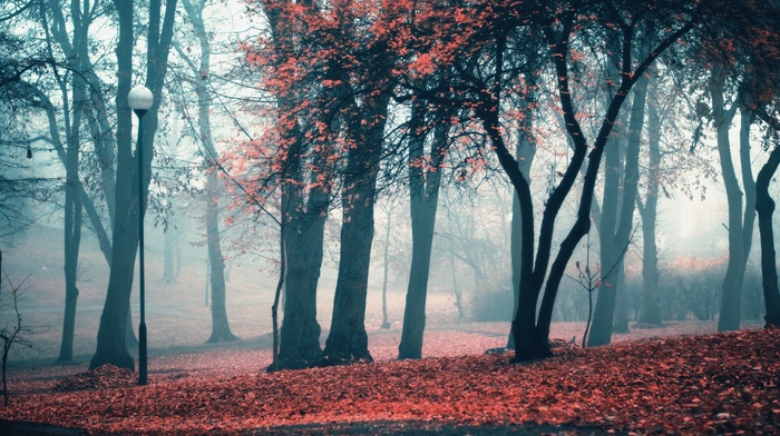 forest, lamps, trees, mist