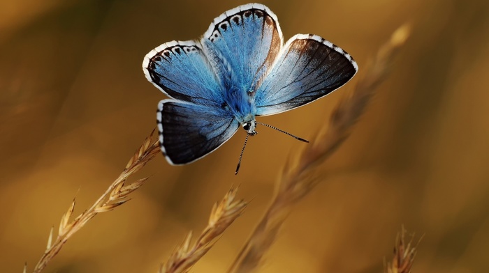 butterfly, blue, nature, macro