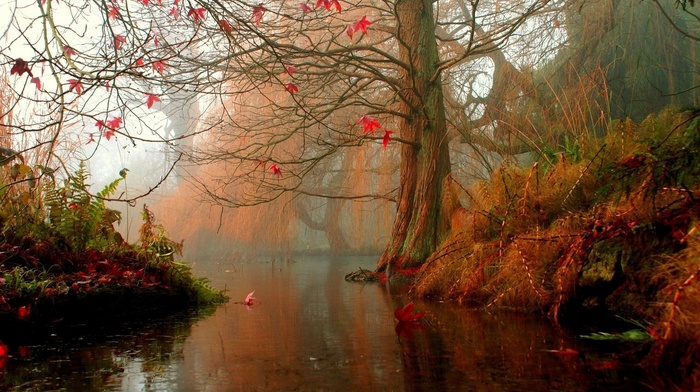 lake, trees