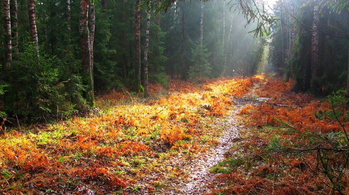 fall, trees, landscape, path