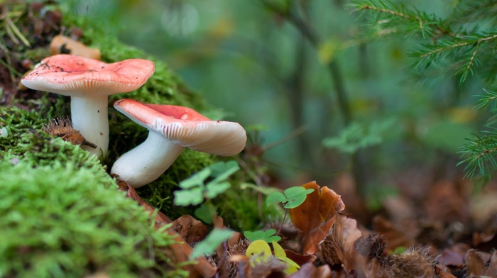 mushroom, forest, macro