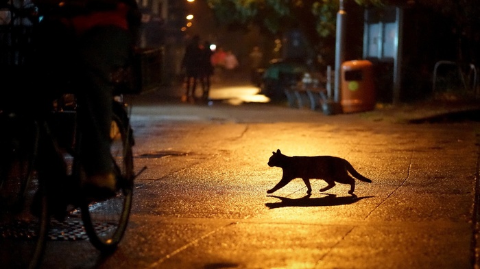 silhouette, urban, night, cat