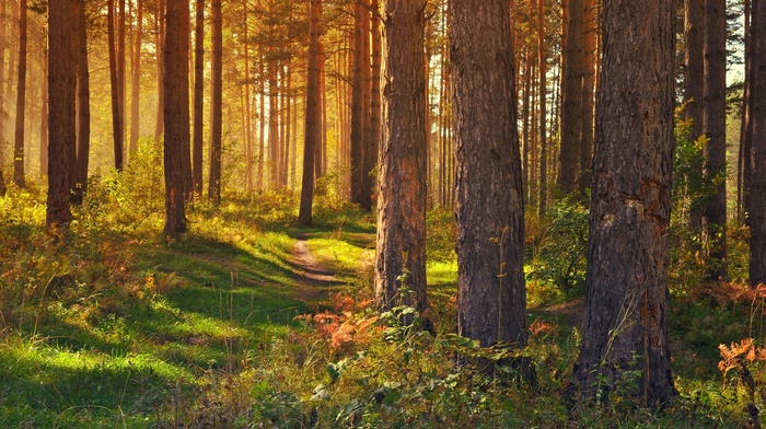 trees, forest