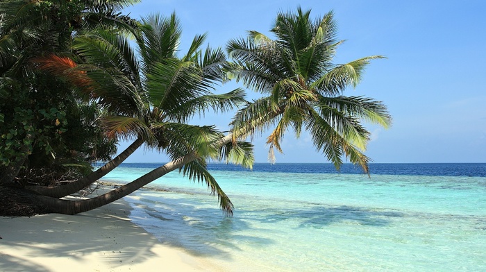 sea, palm trees, beach