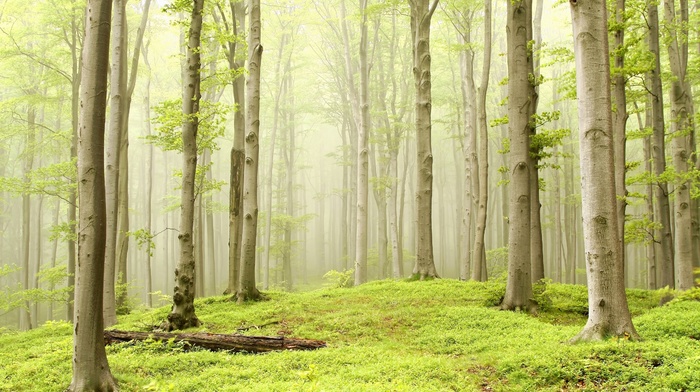 light green, forest, trees