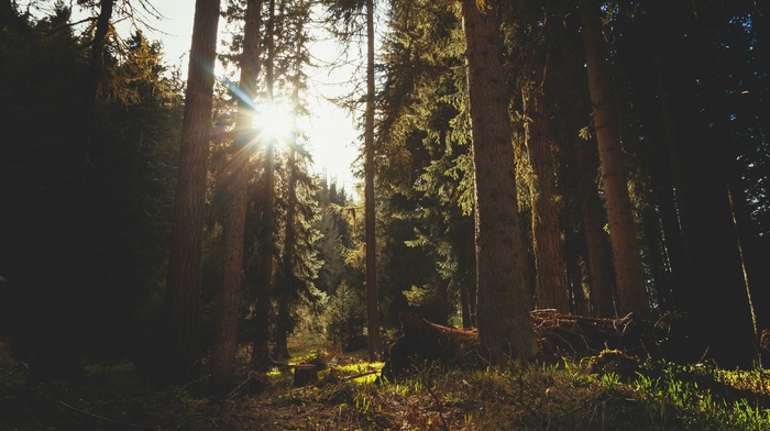 sunlight, forest