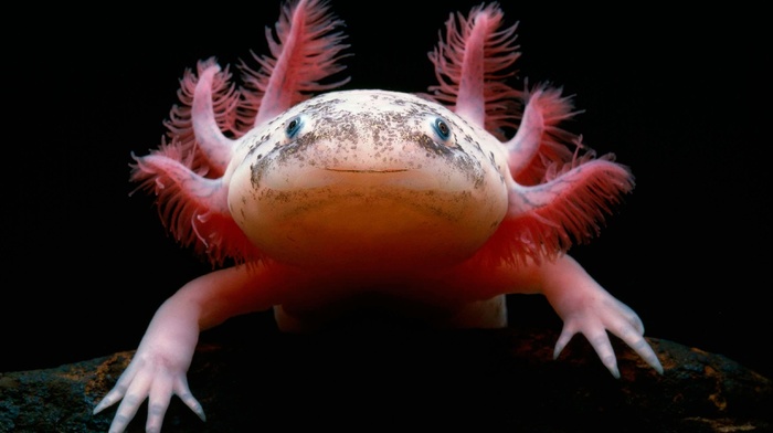 Axolotl, macro, animals