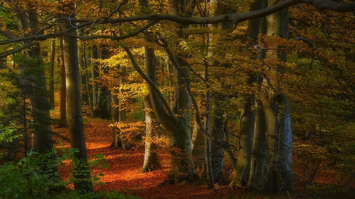 trees, nature, path, leaves, landscape, sunlight, fall, forest