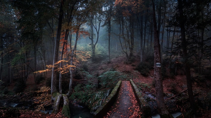 forest, morning, trees, creeks, fall, leaves, path, landscape, nature, Bulgaria, mist