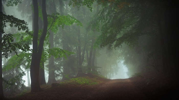 dirt road, atmosphere, mist, forest, daylight, landscape, morning, nature, trees
