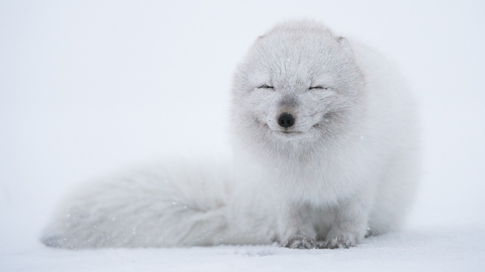 arctic fox, animals