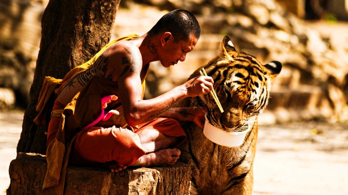 depth of field, tattoo, eating, sitting, China, tiger