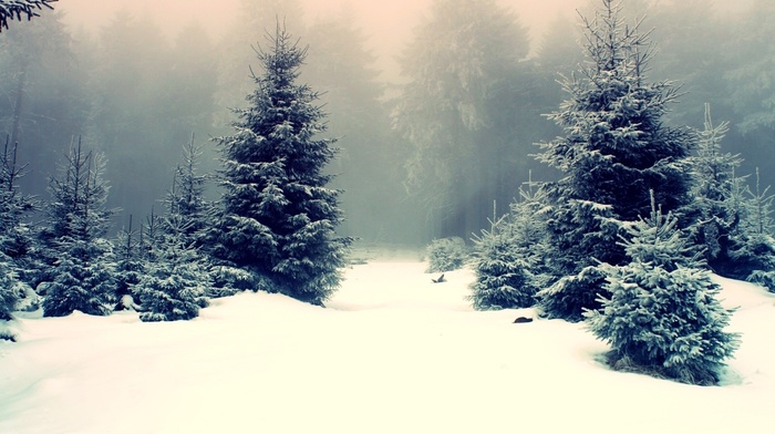 mist, winter, nature, forest, snow, trees