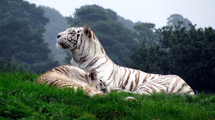nature, tiger, white tigers, animals, big cats