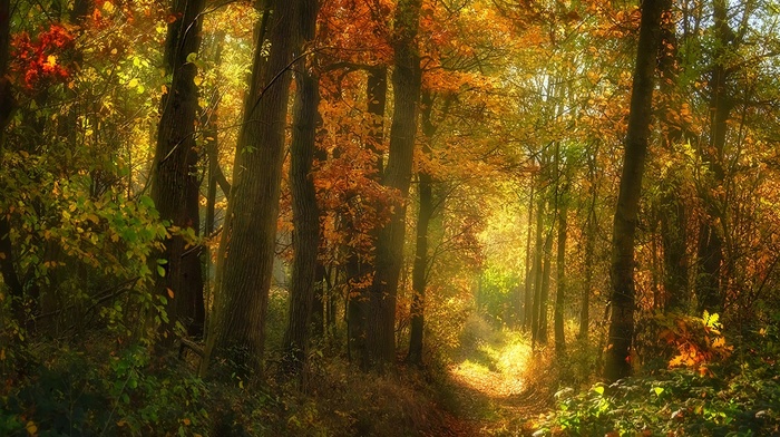 leaves, landscape, forest, trees, sunlight, nature, fall, path, shrubs