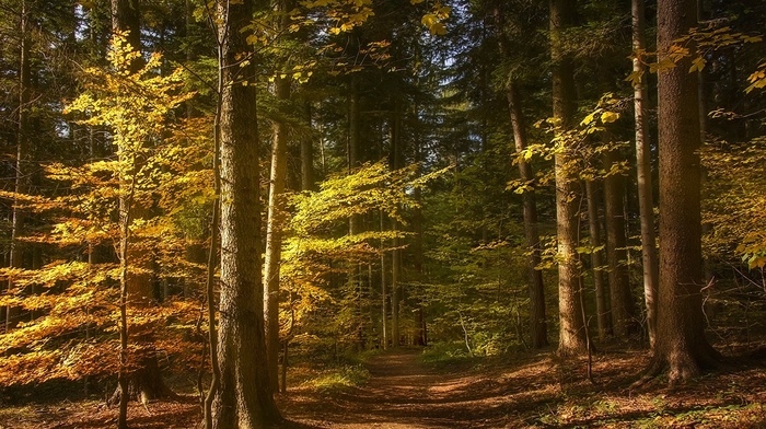 trees, fall, path, forest, nature, landscape, sunlight