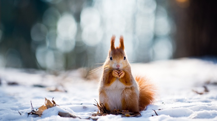 squirrel, snow