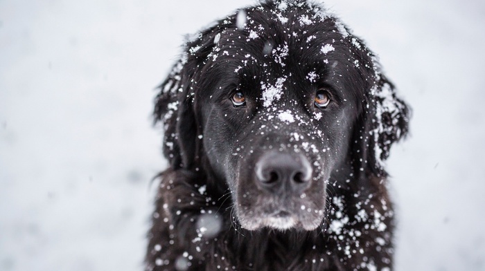 dog, snow