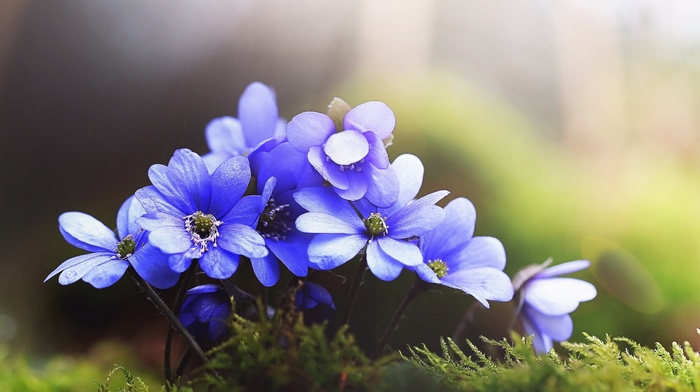 grass, flowers, nature