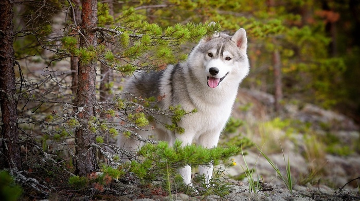 dog, siberian husky, animals, nature, forest, trees