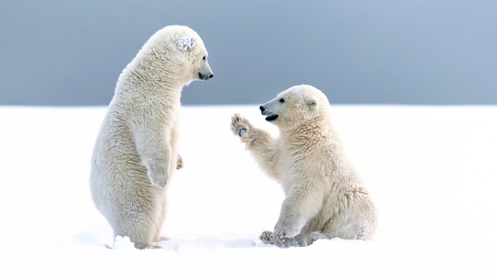 polar bears, baby animals, snow, cubs, bears, animals