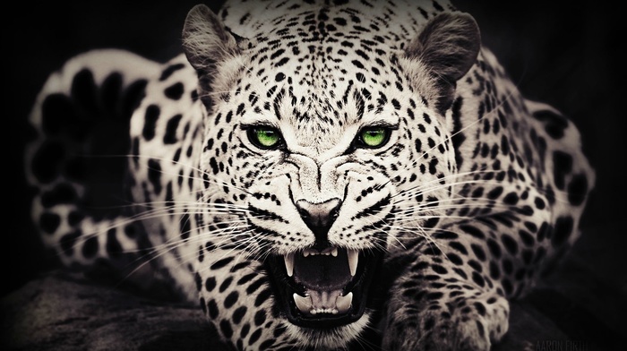 animals, green eyes, leopard