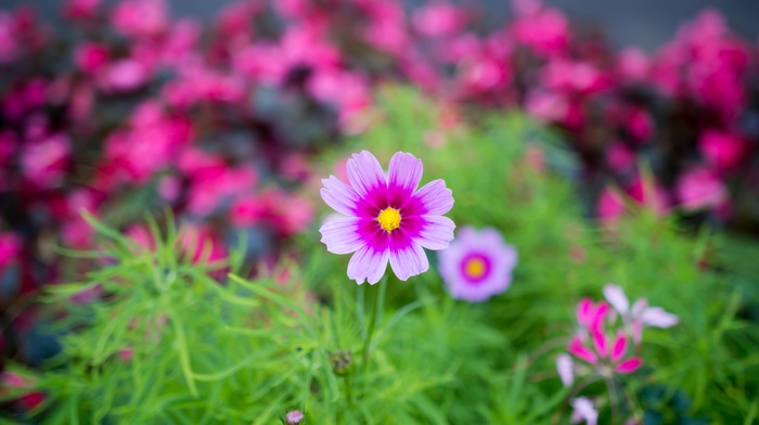 macro, plants, flowers