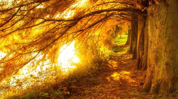 nature, fall, trees, lake, sunrise, yellow, landscape, sunlight, path, leaves