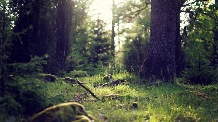 landscape, forest, plants