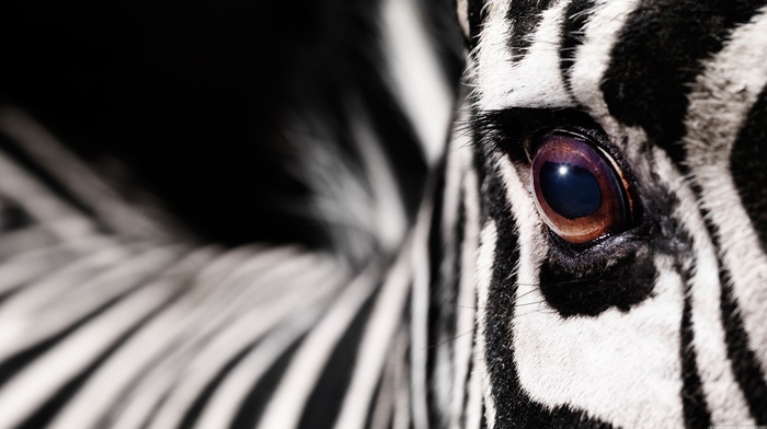 zebras, macro, animals